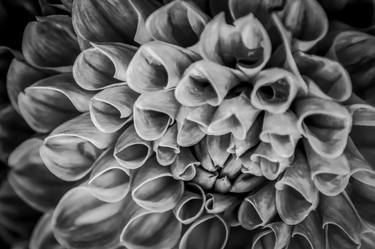 Print of Floral Photography by Anita Vincze