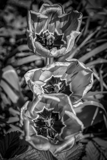 Monochrome flower # 35 thumb