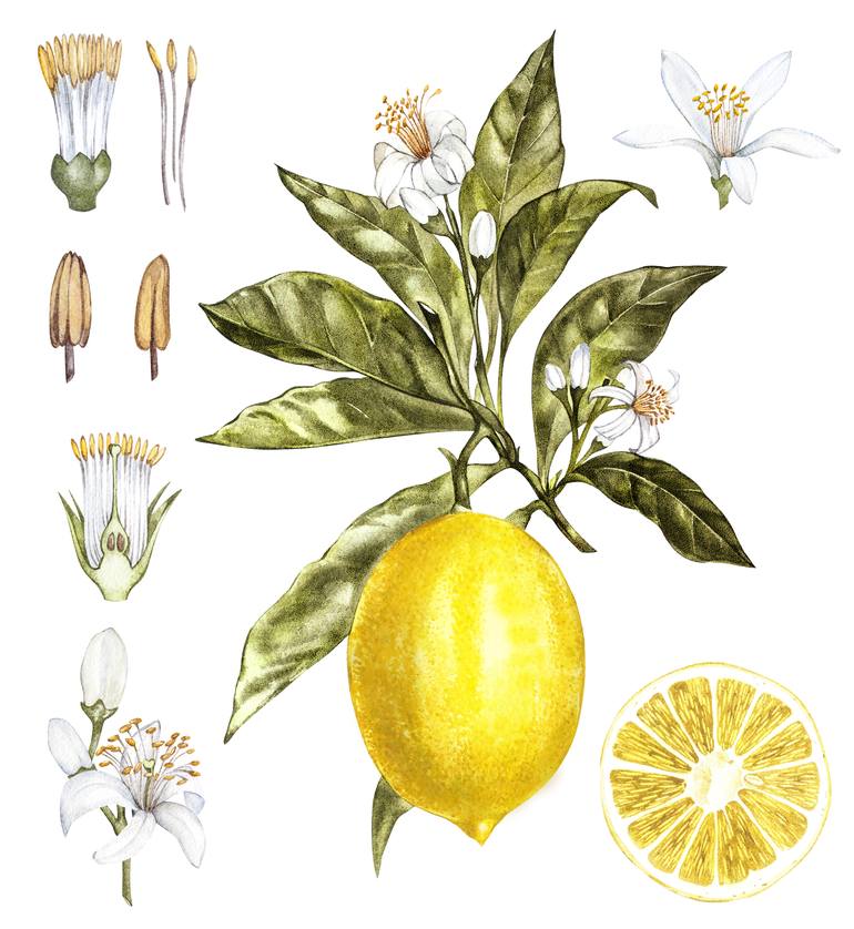 lemon tree flowers