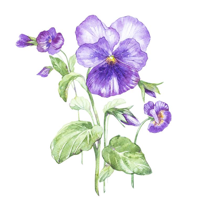 pansy flower painting