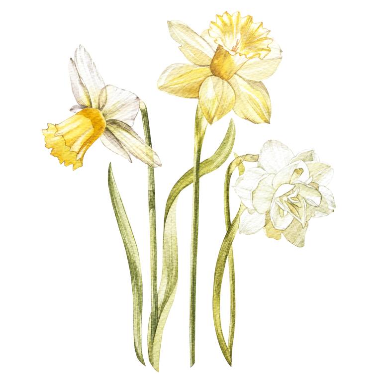 Narcissus Flowers Painting By Anna Asetrova | Saatchi Art