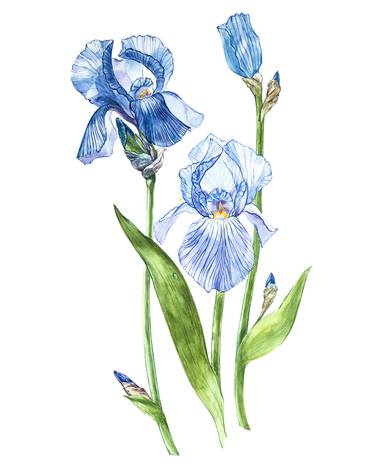 Flowers of Iris thumb