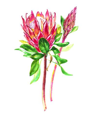 Protea flowers thumb