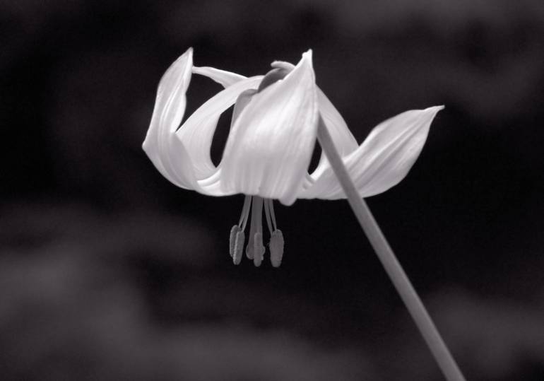 Lily in the shade - Limited Edition 1 of 10 Photography by Scot ...