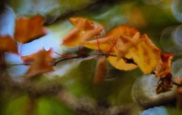 Autumn Petzval leaves in the wind - Limited Edition 1 of 10 thumb
