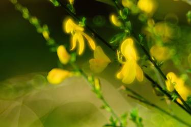 Petzval Spring Broom - Limited Edition 1 of 10 thumb