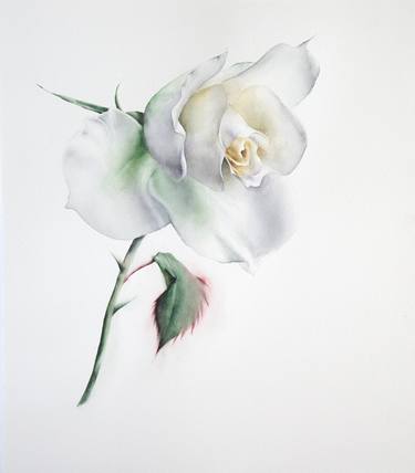 White rose thumb