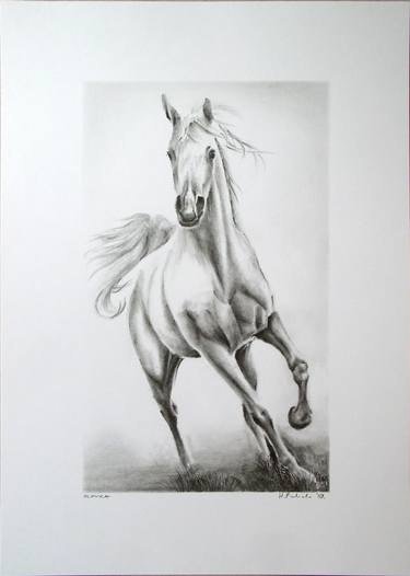 Print of Realism Horse Drawings by Hrvoje Puhalo