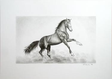 Print of Realism Horse Drawings by Hrvoje Puhalo
