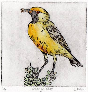 Copy of Orange Chat - Hand-coloured Etching - Limited Edition of 10 thumb