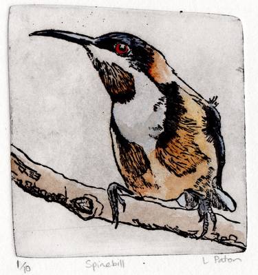 Spinebill - Limited Edition 1 of 10 thumb