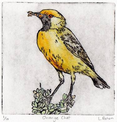 Orange Chat - Hand-coloured Etching - Limited Edition of 10 thumb