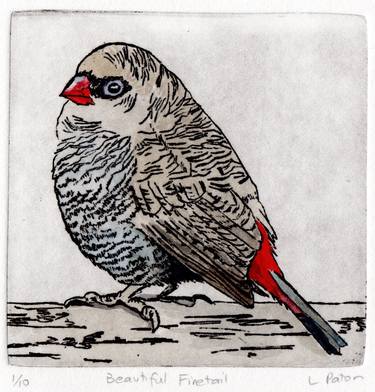 Beautiful Firetail - Etching - Limited Edition of 10 thumb