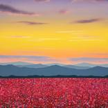 Red field 18 by Ivan Didovodiuk