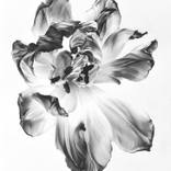 Tulip. by Vera Higgins