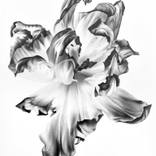 Tulip_2 by Vera Higgins
