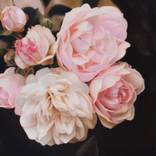 Garden Roses. by Vera Higgins