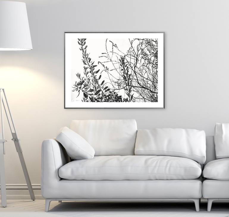 Original Fine Art Botanic Drawing by Vera Higgins