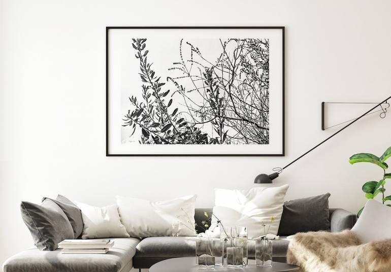 Original Fine Art Botanic Drawing by Vera Higgins