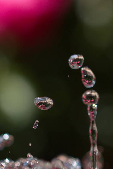 waterdrops and roses thumb