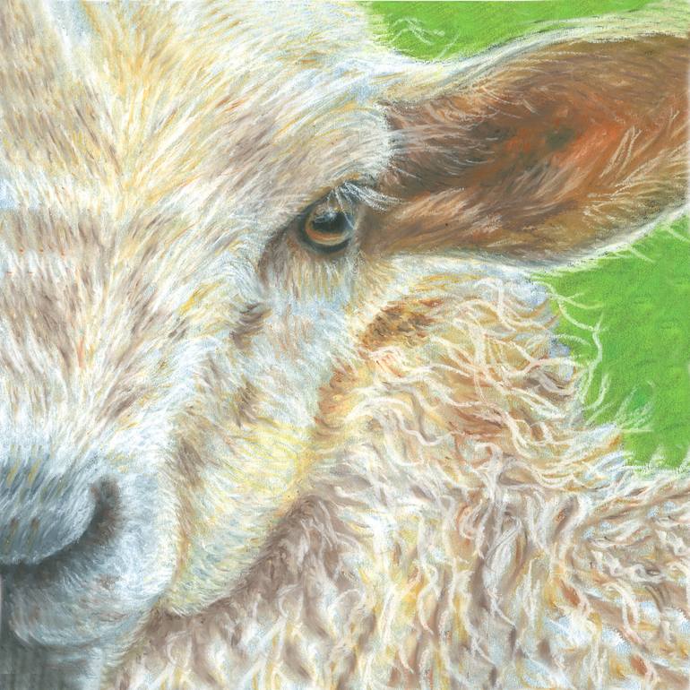 The Eyes Have It Sheep Painting By Mara Van Fleet Saatchi Art