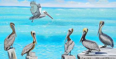 Caribbean pelicans thumb