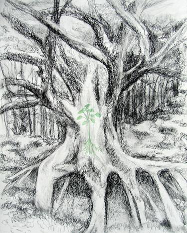 Print of Fine Art Tree Drawings by Jenni White