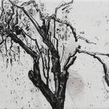 Collection Garden and Landscape