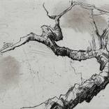 Collection Garden and Landscape