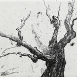 Collection Garden and Landscape