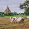 Collection Faces of Myanmar