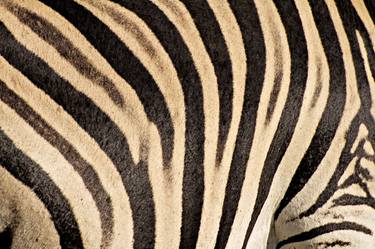 Zebra Stripes thumb
