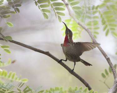 Juvenile Scarlet-Chested Sunbird - Limited Edition 5 of 5 thumb