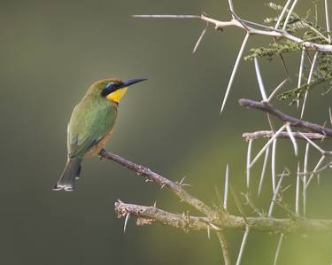 Little Bee-Eater - Limited Edition 3 of 5 thumb