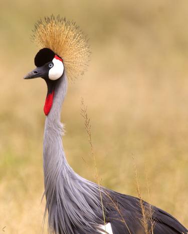 Grey Crowned Crane - Limited Edition 3 of 5 thumb