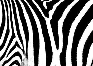 Zebra Skin - Limited Edition 2 of 5 thumb