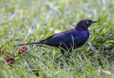 Ruppell's Starling - Limited Edition 2 of 5 thumb