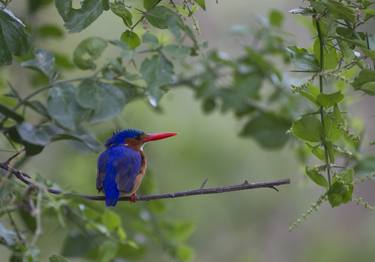 Malachite Kingfisher II thumb