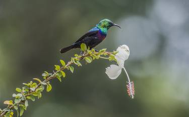 Marico Sunbird thumb