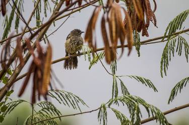 Arrow-marked Babbler in the Rain thumb