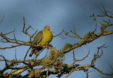 African Green Pigeon thumb