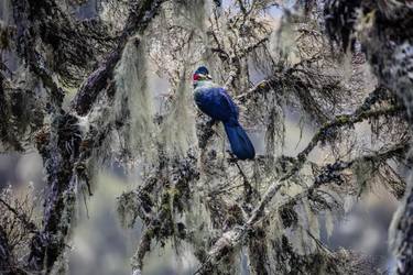 Rwenzori Turaco - Limited Edition 2 of 5 thumb