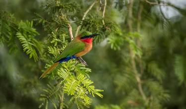 Red-Throated Bee-Eater - Limited Edition 2 of 5 thumb
