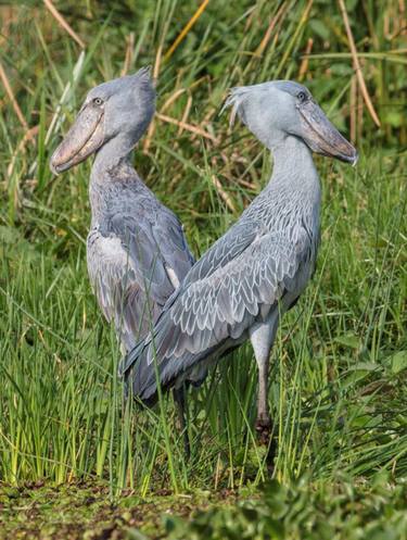 Pair of Shoebills - Limited Edition 2 of 5 thumb