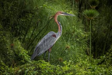 Goliath Heron - Limited Edition 2 of 5 thumb