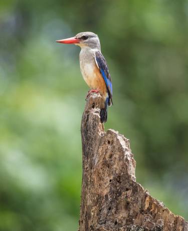 Grey-Headed Kingfisher - Limited Edition 2 of 5 thumb