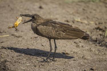 Hamerkop with Frog - Limited Edition 2 of 5 thumb