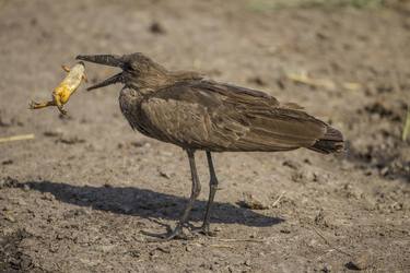 Original Documentary Nature Photography by Steve Russell