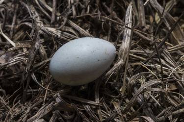 Masked Weaver's Egg - Limited Edition 2 of 5 thumb