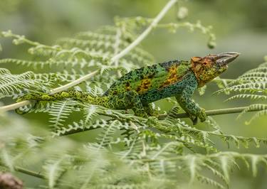 Johnston's Three-Horned Chameleon - Limited Edition of 5 thumb
